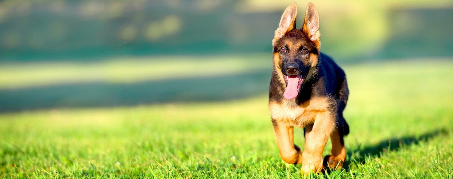 Female Names Ending With Jah 150 Amazing Dog Names Ending In Y PupsToday An Uncommon 